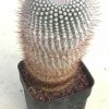 Notocactus_scopa